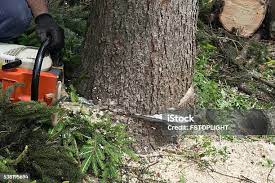 Best Arborist Consultation Services  in Converse, IN
