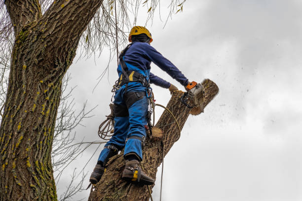 Best Tree Risk Assessment  in Converse, IN